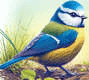 Vogel